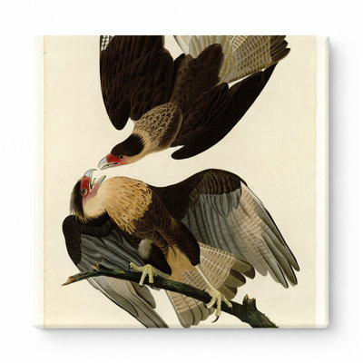 Caracara brésilien, aigle (planche 161), art mural carré sur toile