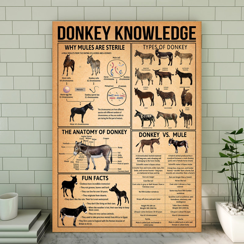 Toile tendue Donkey, H 14 po x l 11 po x P 2 po