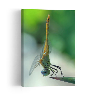 Blue Eyed Dragonfly Delicate Abstract Contemporary Dragonfly Nature Plant Wall Art Print 1 Piece Wrapped Canvas Wall Art