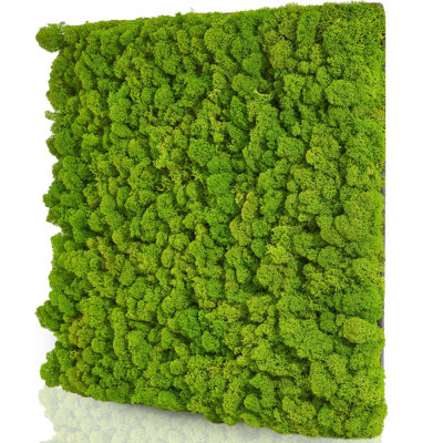 Moospaneele - Moosbild Islandmoos - Mooswand Selber Machen | Flex - 25 X 25