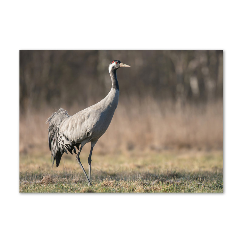 Heron - No Frame Print on Canvas