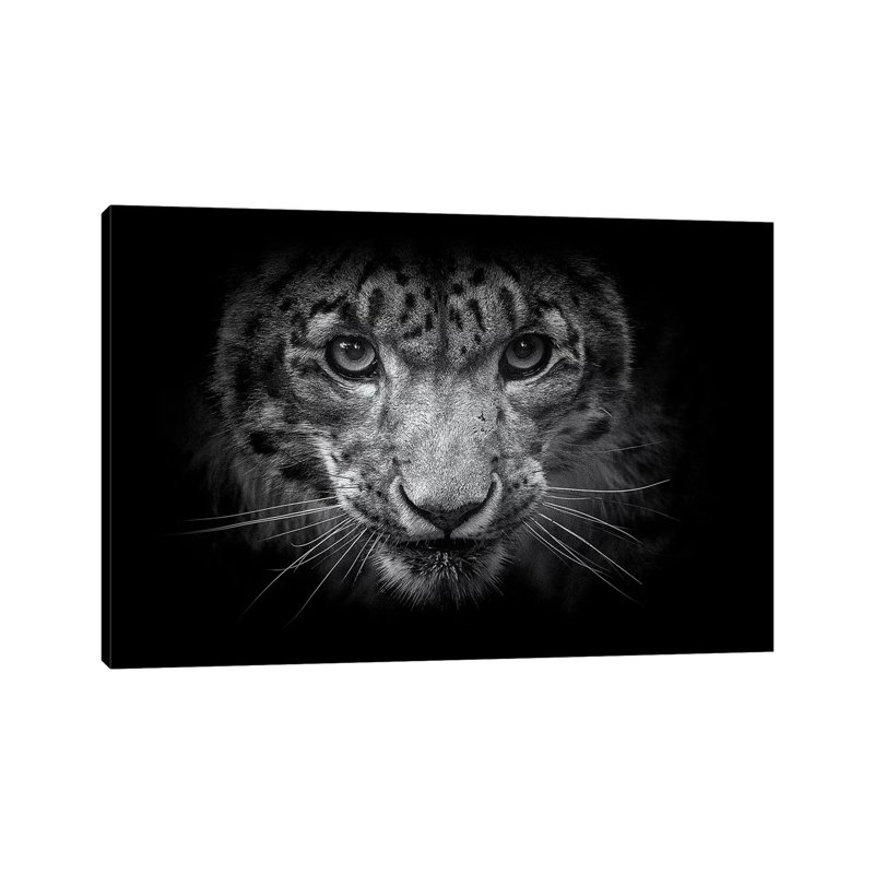 Snow Leopard In Black And White by David Whelan - Wrapped Canvas Gallery-Wrapped Canvas Giclée, 20.32 cm H x 30.48 cm W