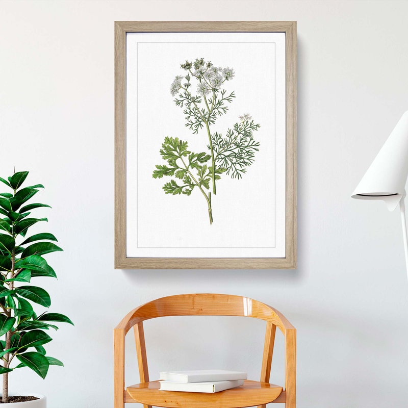 Coriander Flowers Illustration - Picture Frame Painting Print, Oak Framed, 65cm H x 48cm W x 2cm D