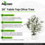 Table Top Olive Tree