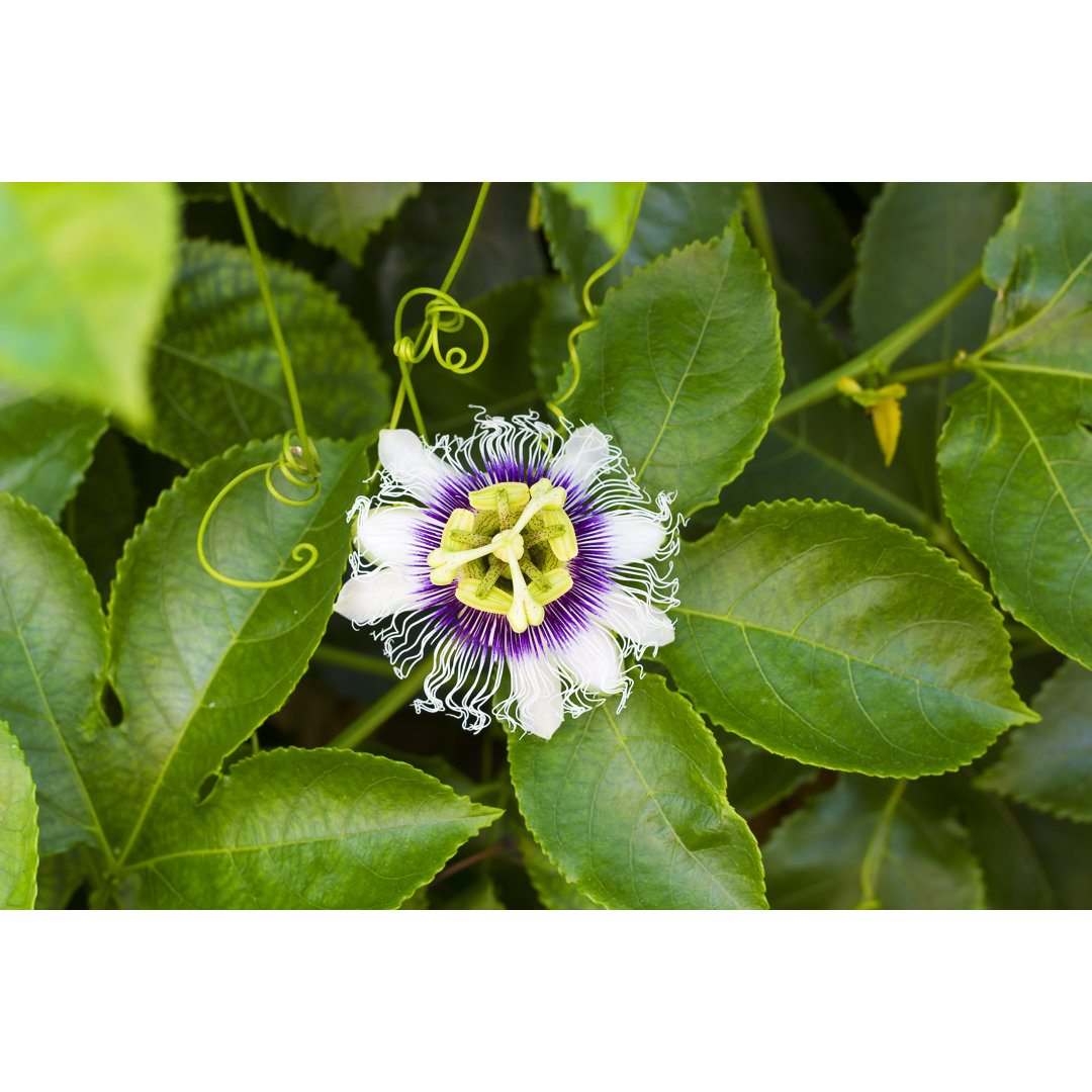 Passiflora Edulis - Foto auf Leinwand