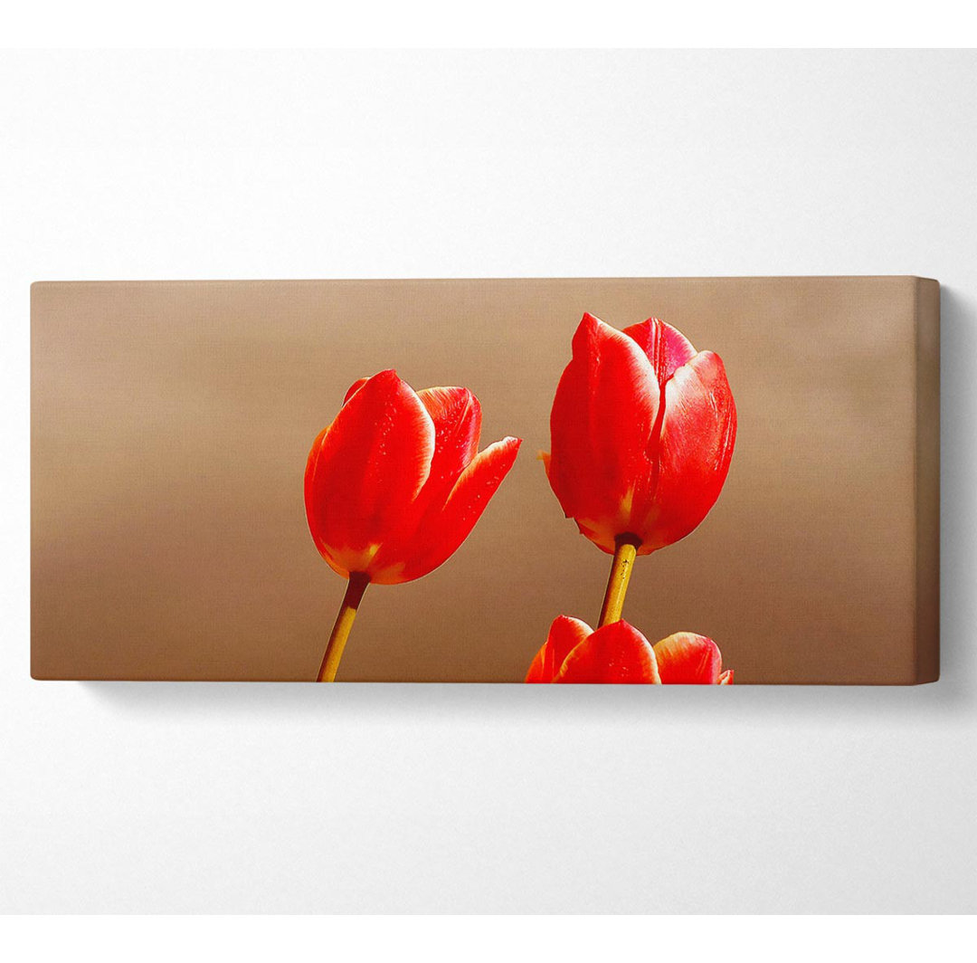 Rote Tulpe Trio - Druck