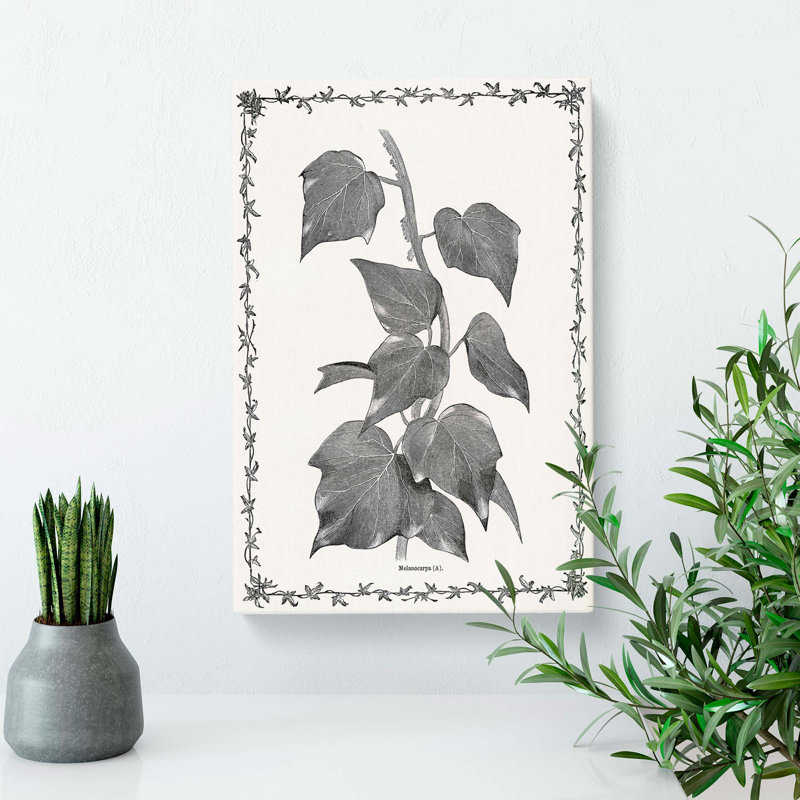 Ivy Melanocarpa by Shirley Hibberd - Wrapped Canvas, 76cm H x 50cm W x 3cm D