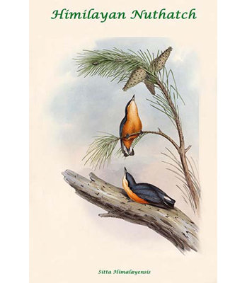 " Sitta Himalayensis Himilayan Nuthatch " by John Gould
