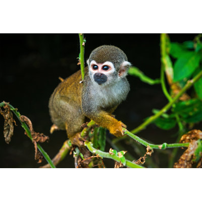 " Squirrel Monkey " by Sl_Photography