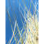 Dune Grasses Print by Petra Trimmel-65858939-132454834
