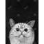 Watching Cat Print On Canvas