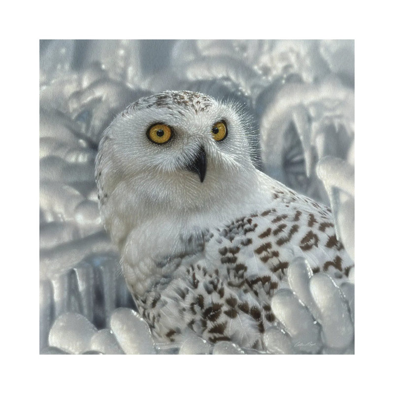 Snowy Owl Sanctuary by Collin Bogle - Wrapped Canvas Print, 93.98 cm H x 93.98 cm W