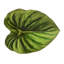 Tropicana Placemat