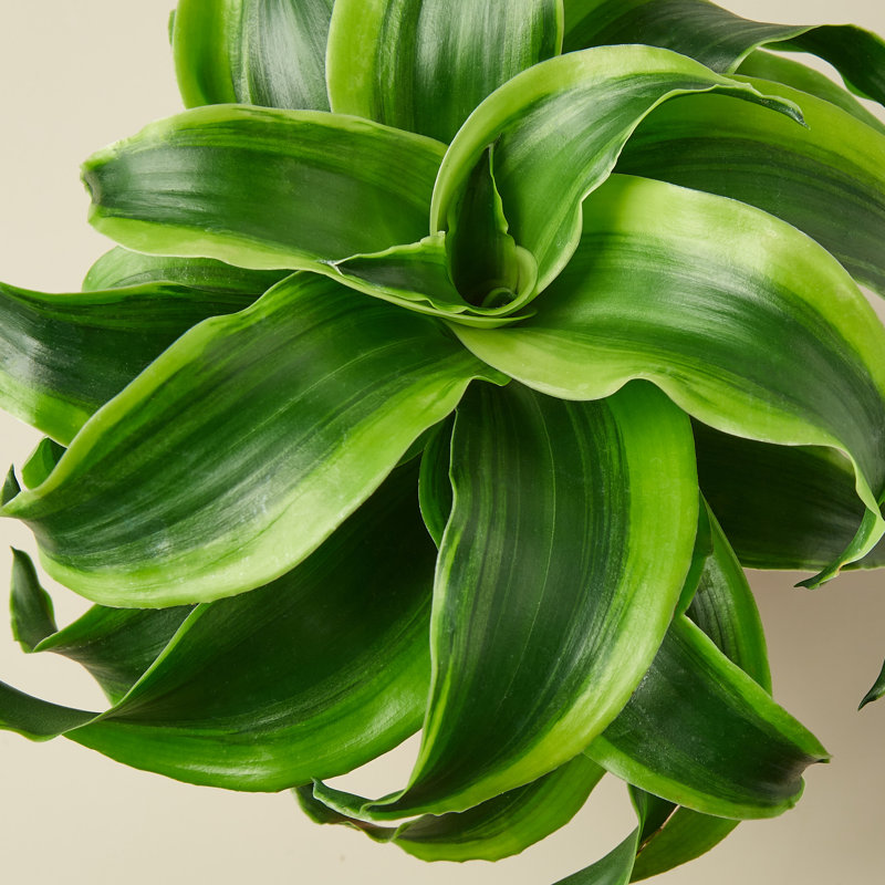 House Plant Shop Live Dracaena Plant