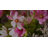 Mixed Assortment Arrangement