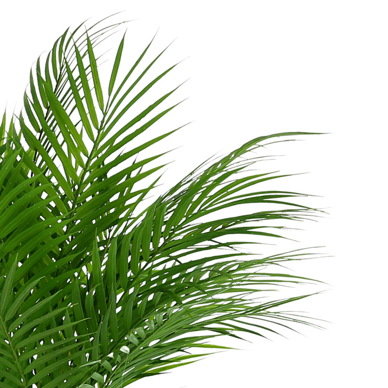 Roiguez Faux Palm Plant in Fiberstone Pot