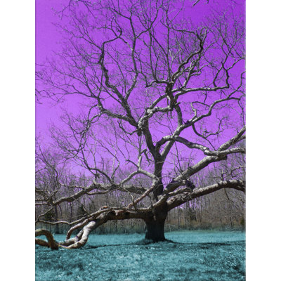 Photograph 3 Print by Larry Laslo