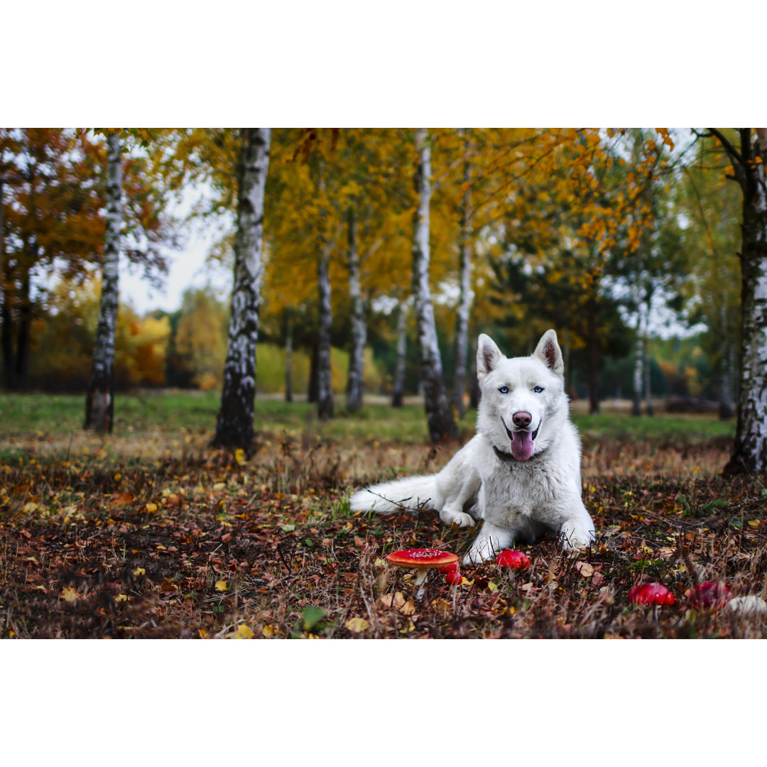 Weißer Siberian Husky von Penny - Leinwandbild