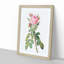 Pink Roses in Bloom by Pierre-Joseph Redoute - Picture Frame Graphic Art Print-55584024-55584025