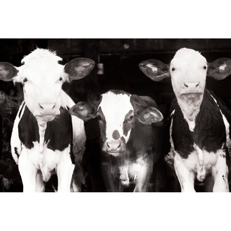 Cow II - Painting Print, 51cm H x 76cm W, Wrapped Canvas