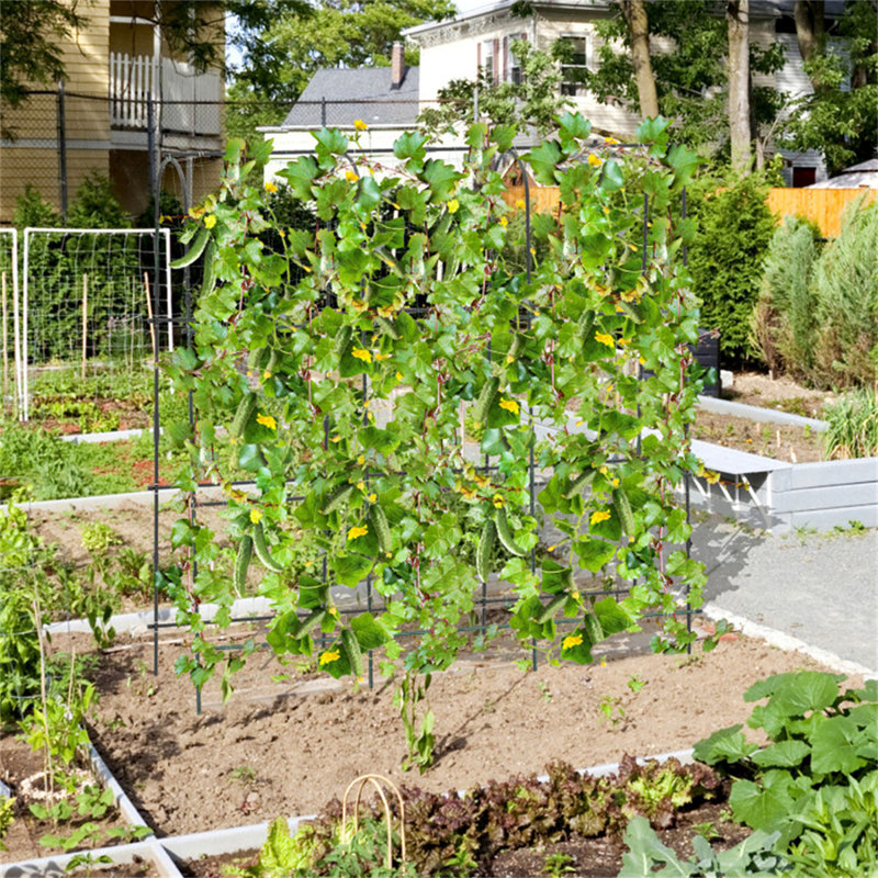 Treillis arqué de jardin