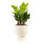 ZZ Plant in Ceramic/Wood Planter