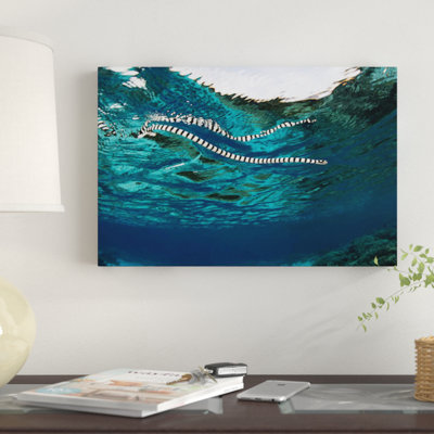 A Banded Sea Snake (Laticauda Colubrina) Swims At The Surface, Indonesia by Ethan Daniels - Gallery-Wrapped Canvas Giclée on Canvas
