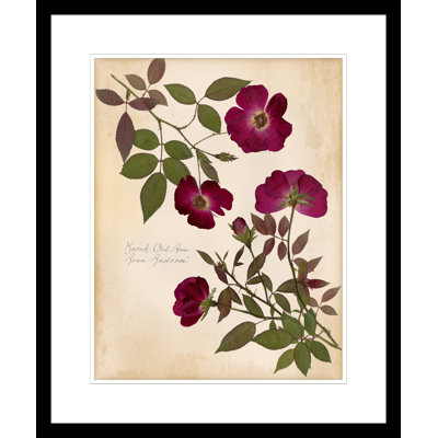Knock Out Rose Painting