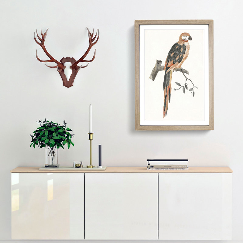 A Parrot by Johan Teyler - Framed Print, 63cm H x 45cm W x 2cm D, Oak Framed