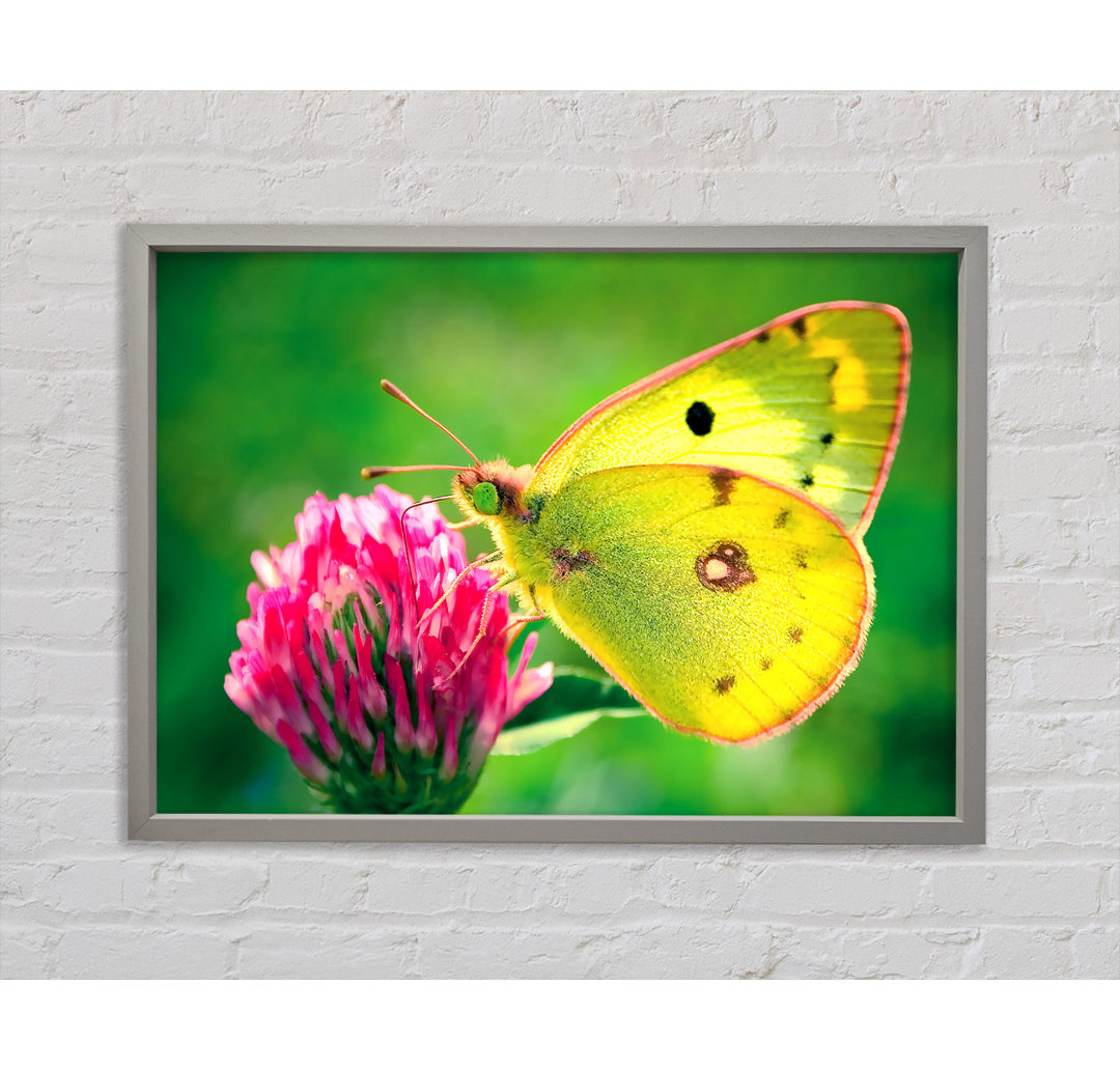 Colias Hyale Butterfly - Einzelner Bilderrahmen Kunstdrucke auf Leinwand