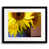 Black Framed Paper selected