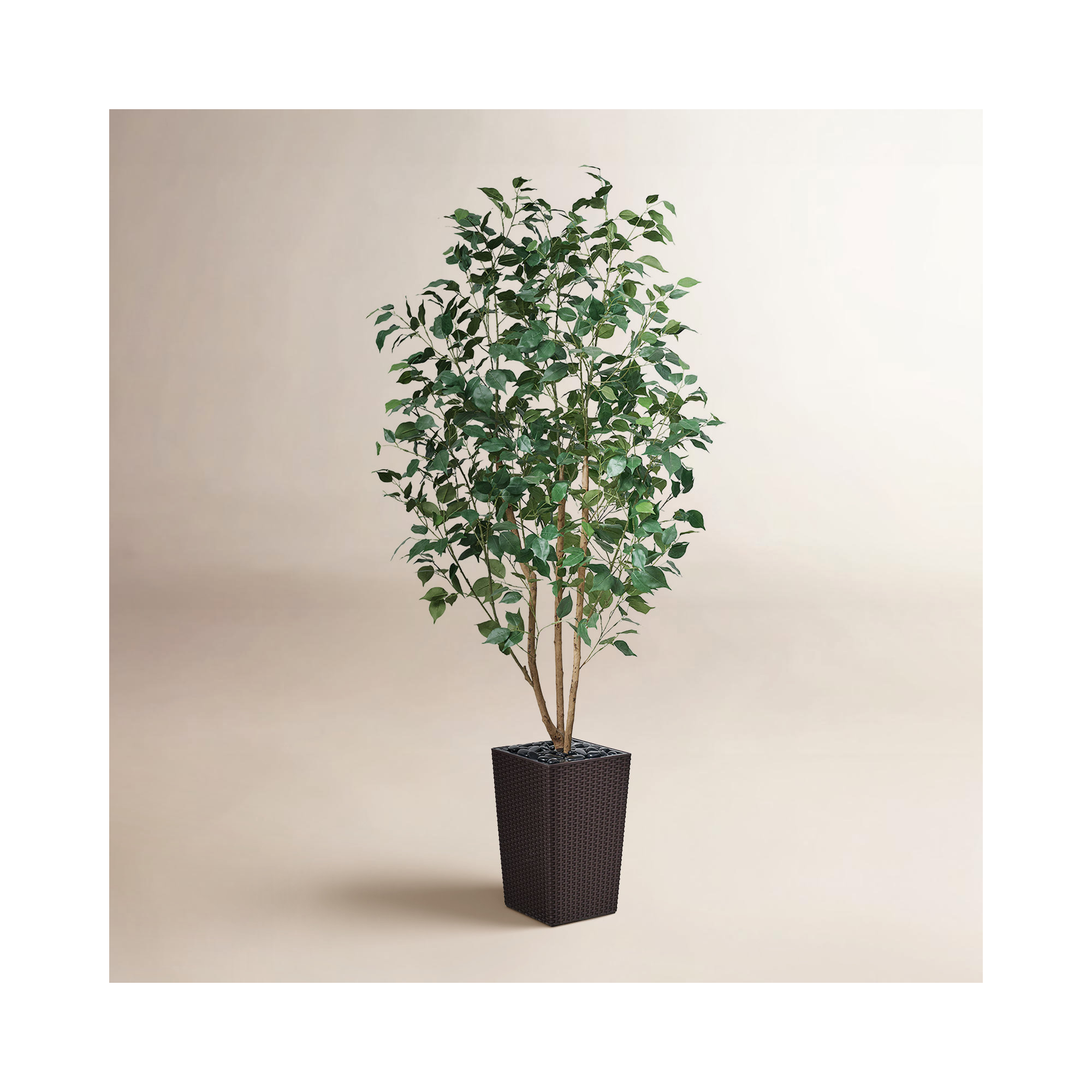 Almont UV Protected Artificial Ficus Tree with Decorative Base, Faux Ficus Plant with Natural Trunk, 72" H x 24" W x 24" D