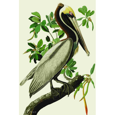 Pélican brun Audubon