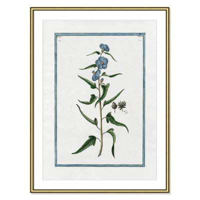 Colombe "Shabby Elegance Botanical I" Print