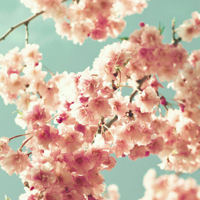 Vintage Cherry Blossoms 1 Piece Wrapped Canvas Wall Art