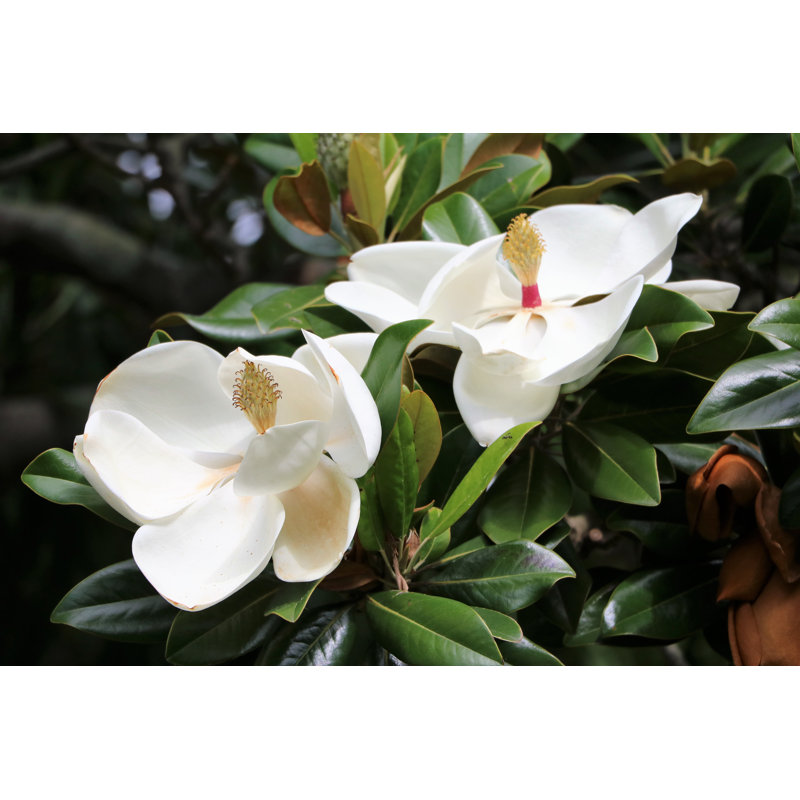 Theodosius White Flowers - Wrapped Canvas Print, 30cm H x 46cm W 3.8cm D