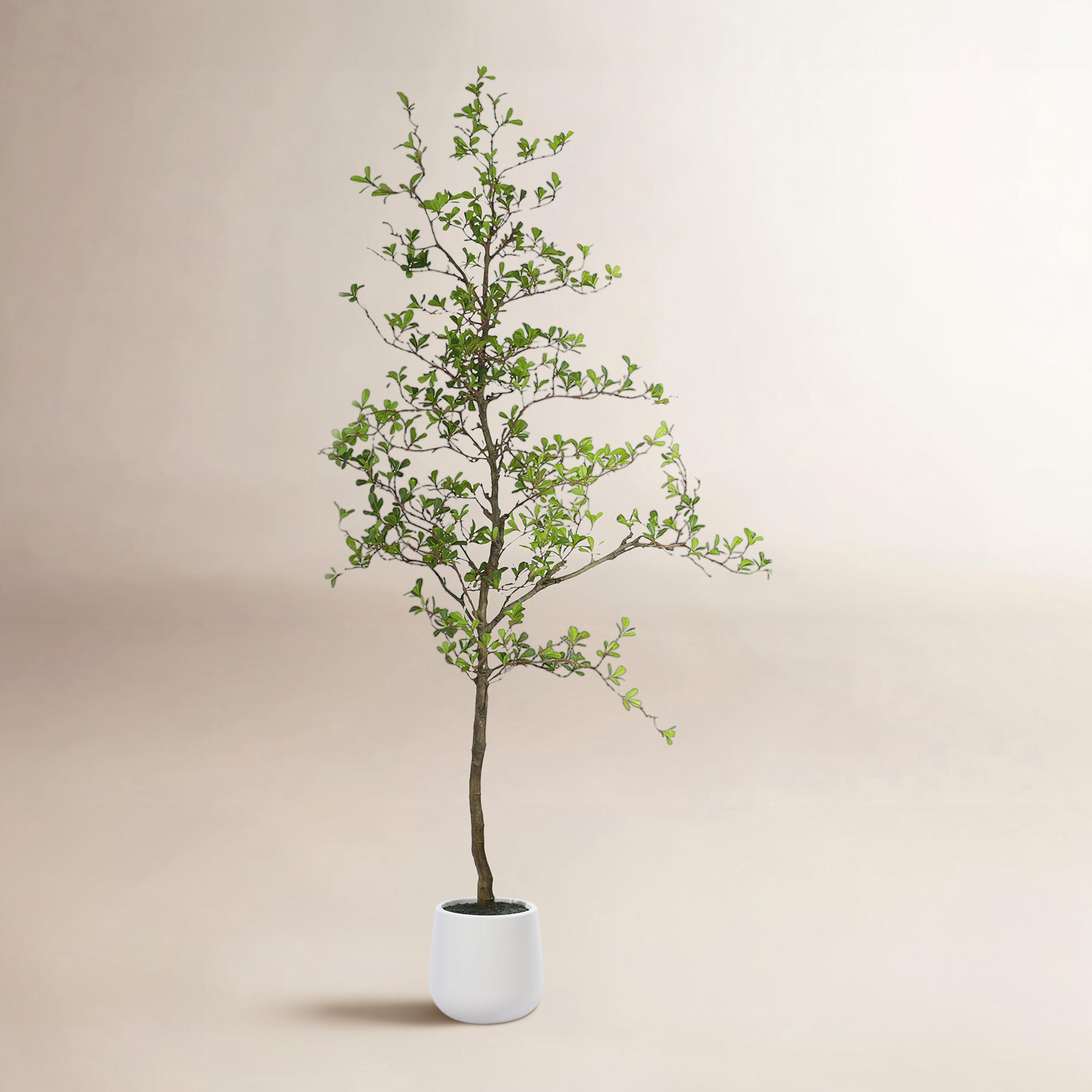 George Olive Tree in Pot, 84" H x 28" W x 28" D