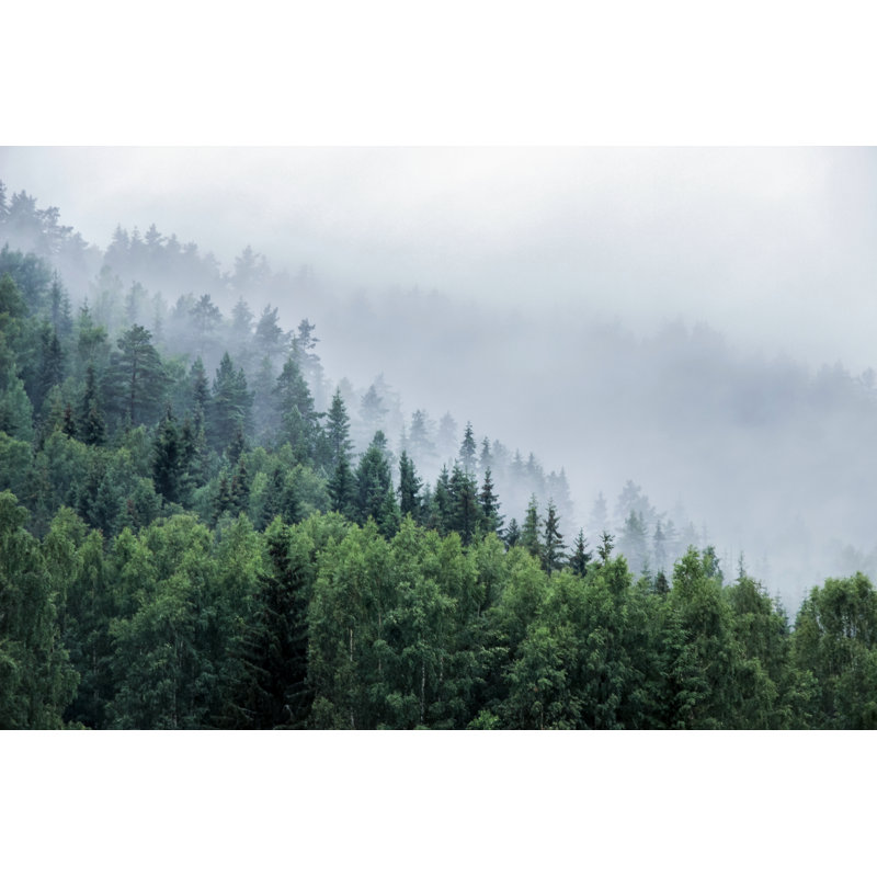 Colver Pine Trees On Mountain In Mist - Wrapped Canvas Print, 30cm H x 46cm W x 3.8cm D