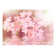 Hokku Designs Wallpaper - Delicate Touch Of Pink | Wayfair