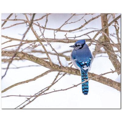 Bird Photo 12 in. x 12 in. Ceramic Decorative Mural