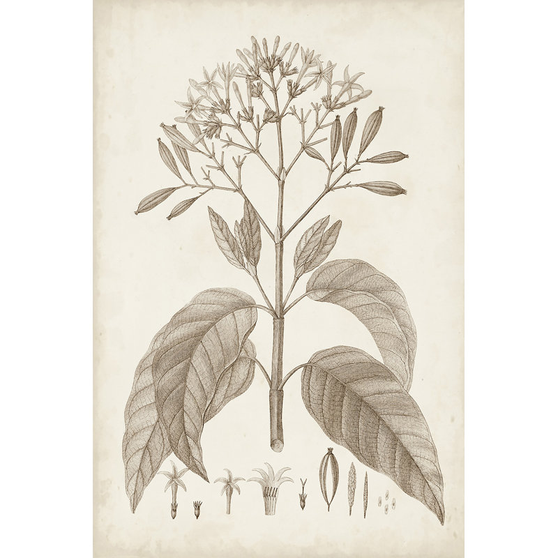 Antique Sepia Botanicals III - Print on Canvas, 91 cm H x 61 cm W, Black Floater Framed