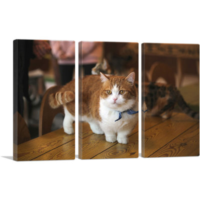 Chat Munchkin - ensemble de 3 reproductions de photos sur toile tendue