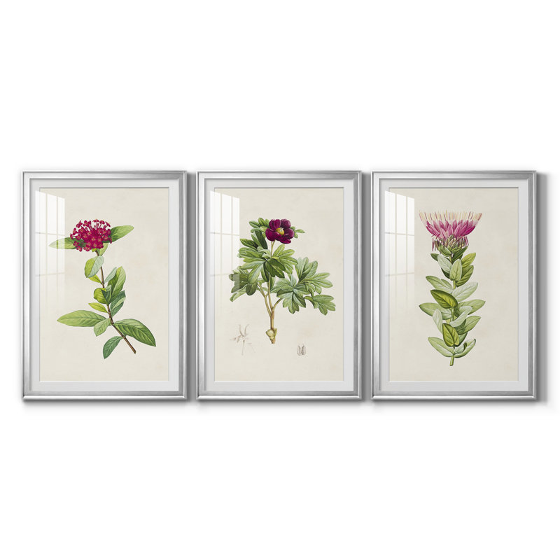 «Pretty Pink Botanicals II», reproduction encadrée de qualité supérieure - prête à être accrochée, Cadre argenté, Blanc