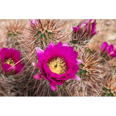 Beautiful Blooming Wild Desert Pink Cactus Flowers 1 Piece Wrapped Canvas Wall Art