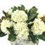 Hydrangeas and Magnolia Leaves Arranged in Decorative Vase
