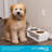 BirdRock Home Elevated Pet Feeder w/ Stainless Steel Bowls - Suitable for Medium Breeds (White)