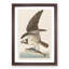 Osprey by John Audubon - Framed Print-55577949-55577953