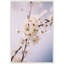 «Nature White Floral Blooms» par Patricia Hasz de Patricia Rae, reproduction d'art sur toile encadrée-1586556137