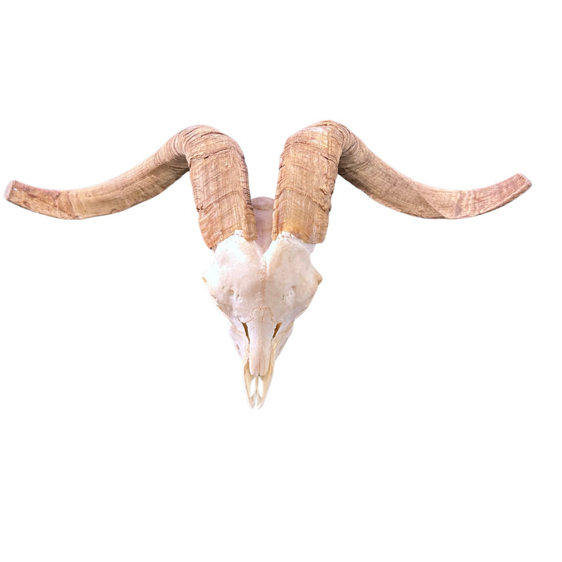 Kharlie Real Angora Ram Skull