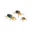 Brass Beetle Colony